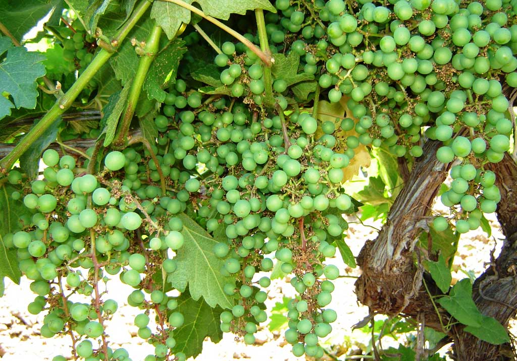 Фузариоз винограда