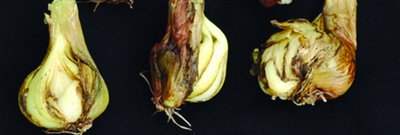 Дитиленхоз лука и чеснока