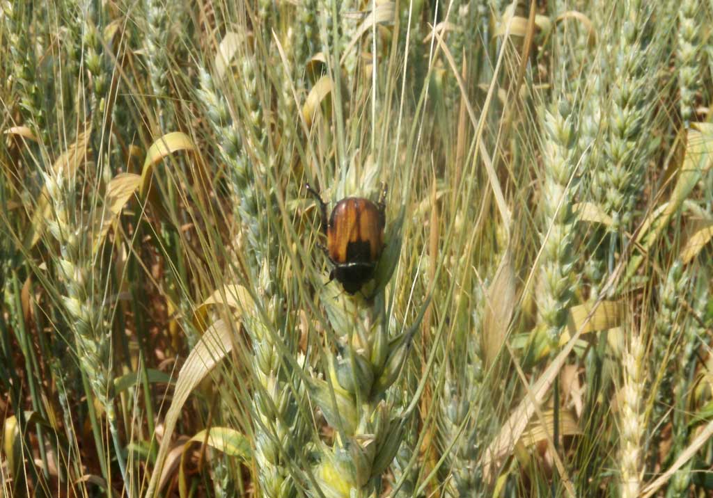 Хлебный жук кузька