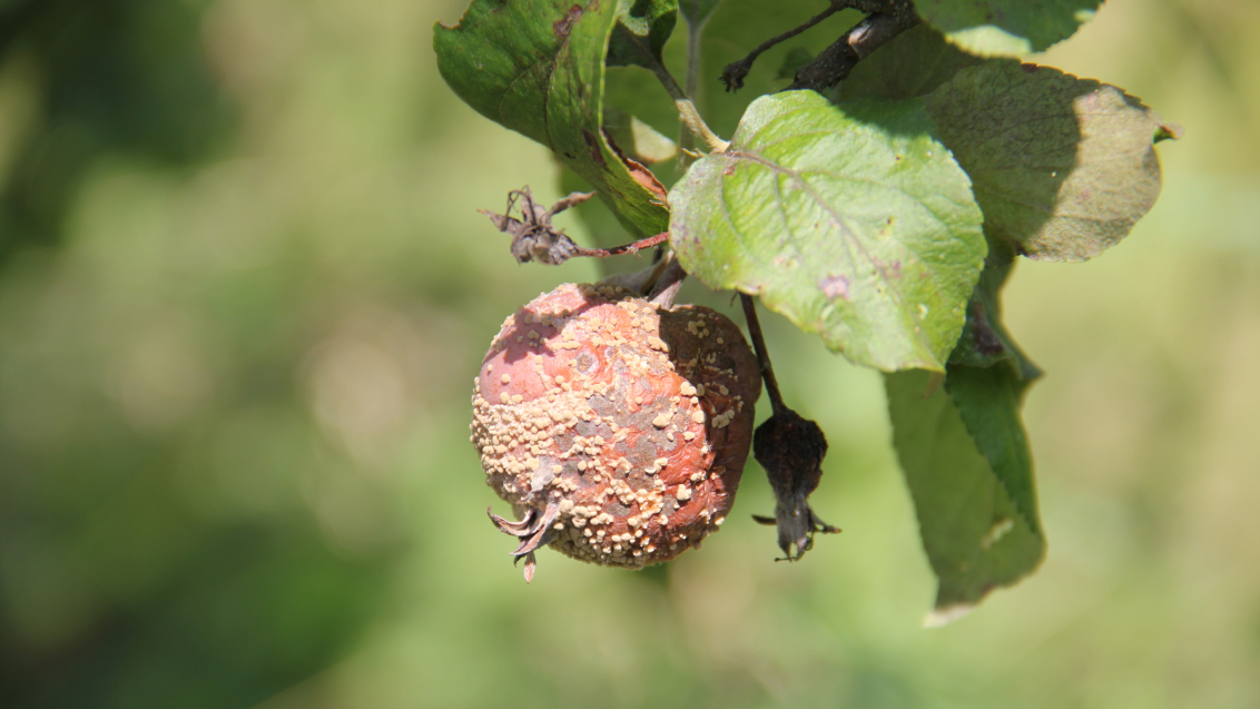 Монолиоз или плодовая гниль