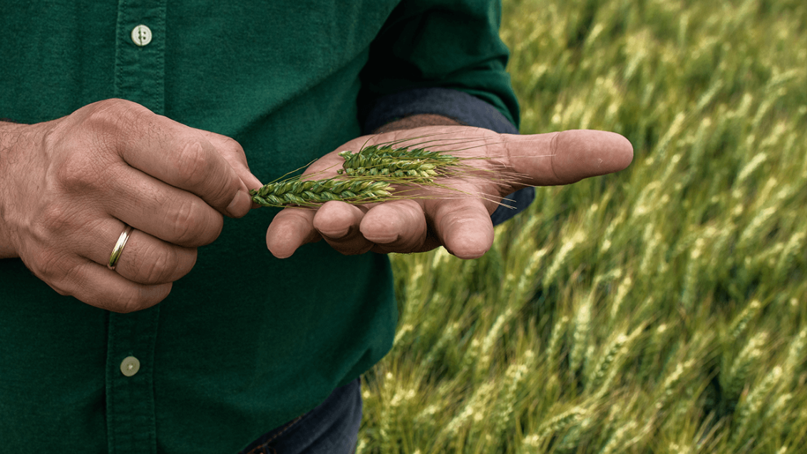 Мужик держит колос пшеницы в руках