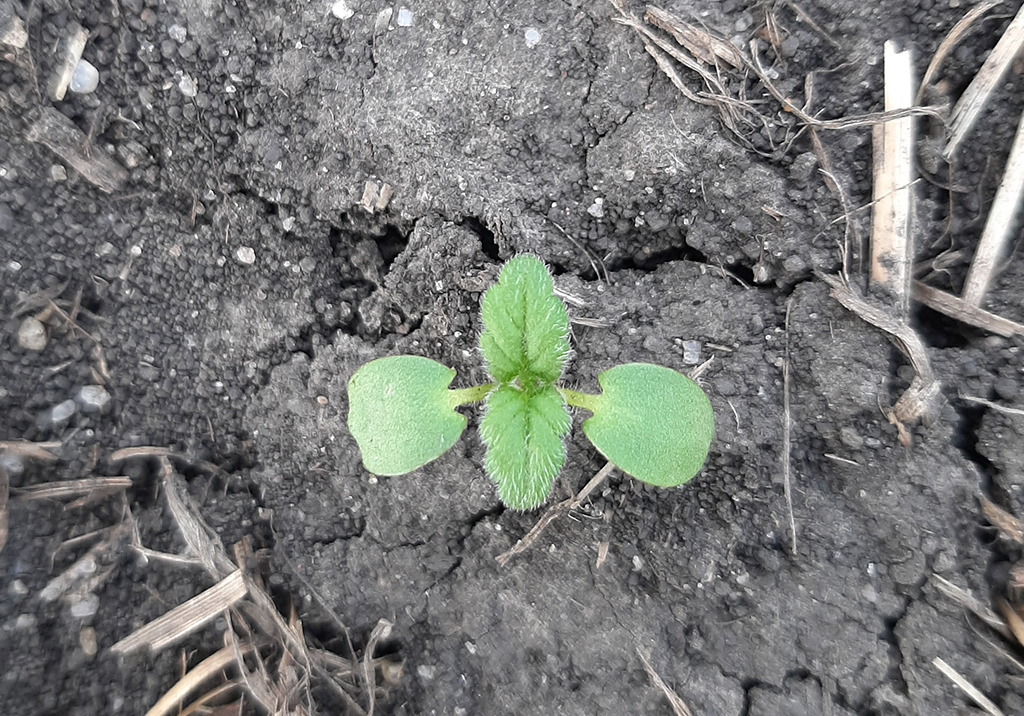 Пикульник обыкновенный