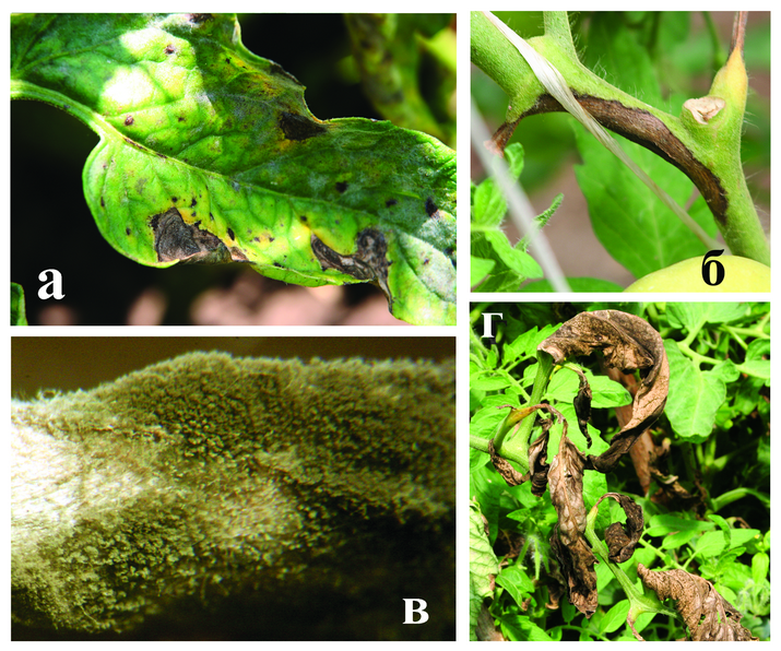 Альтернариоз (сухая пятнистость листьев) томата