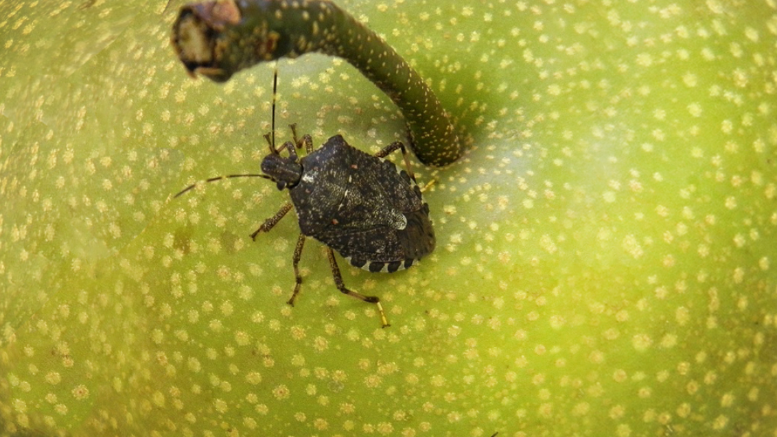 «Сингента» помогла предотвратить эпидемию карантинных вредителей на Юге России