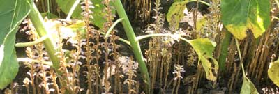 Заразиха кумская (подсолнечная)