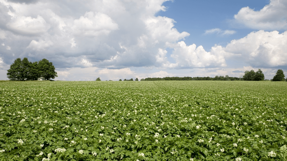 Международный опыт применения гербицида БОКСЕР®