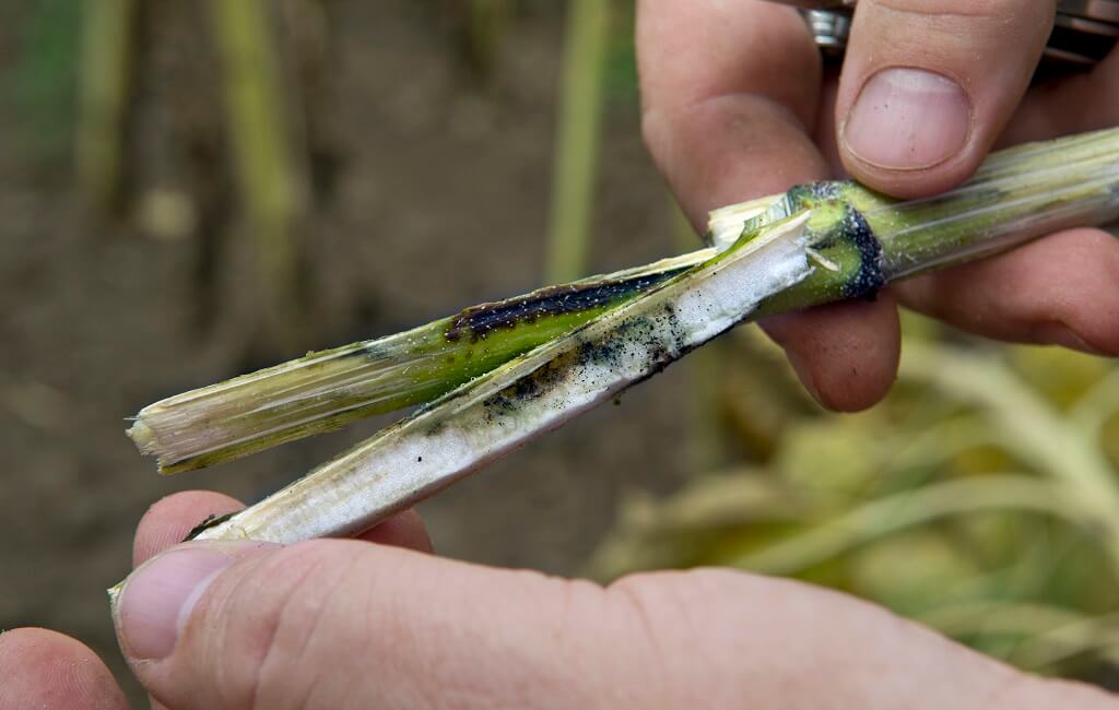 Подсолнечная шипоноска