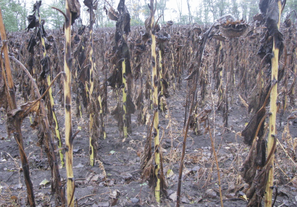 Фомоз стебля подсолнечника