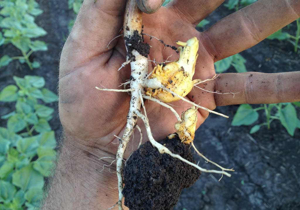 Заразиха кумская (подсолнечная)