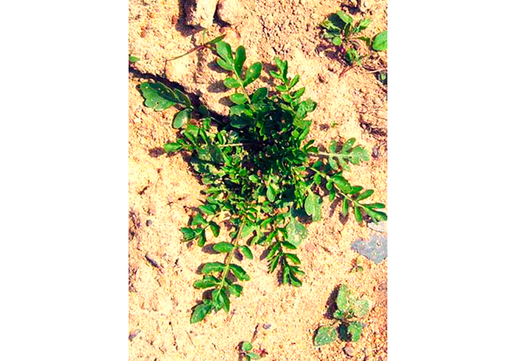 Сурепка обыкновенная