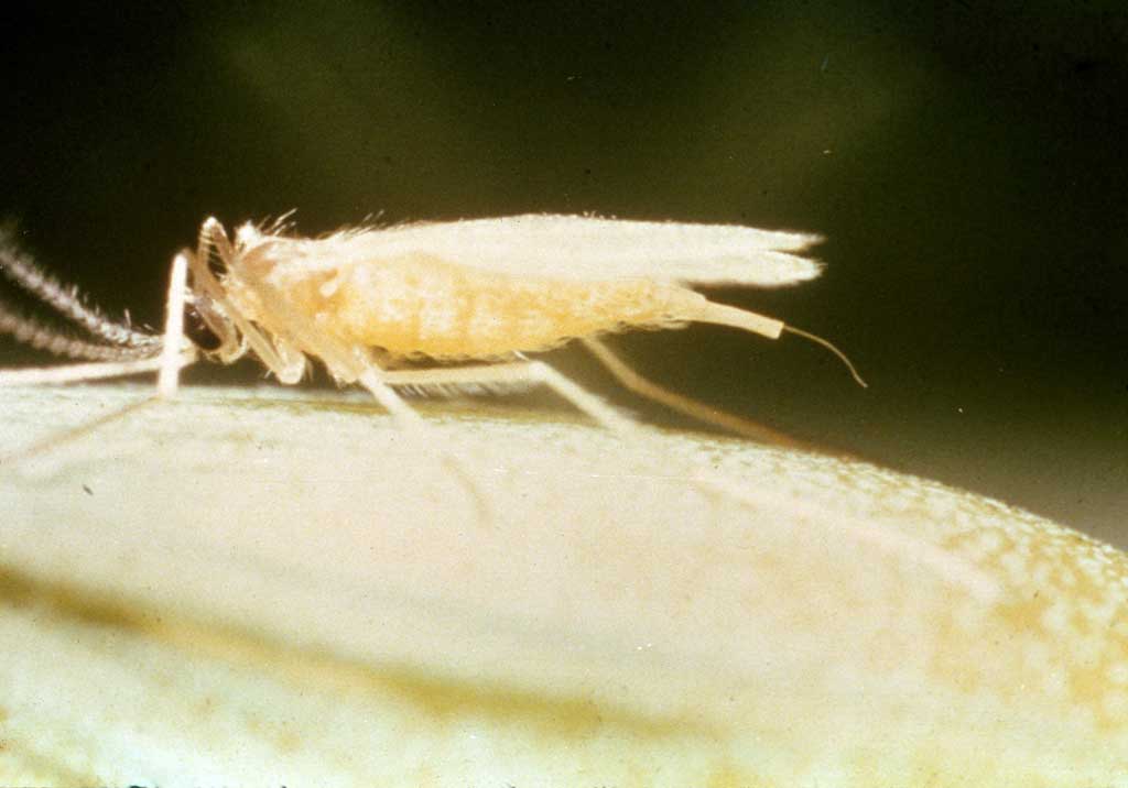 Желтая злаковая галлица