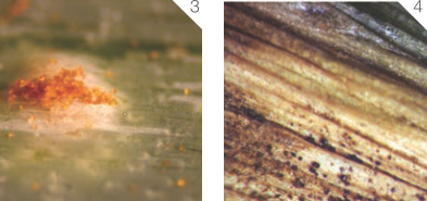 Ржавчина лука