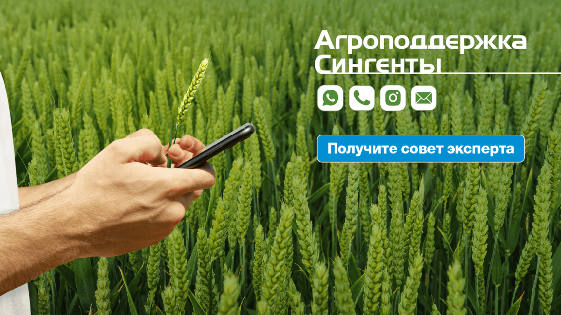 Агроподдержка Сингенты доступна в WhatsApp