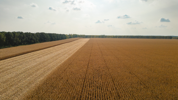 Профессиональная защита кукурузы