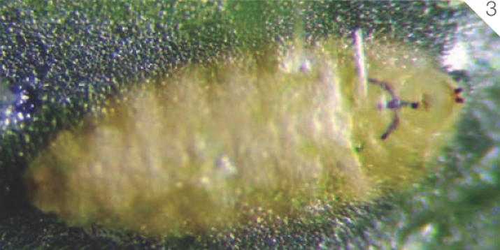 Минеры листовые