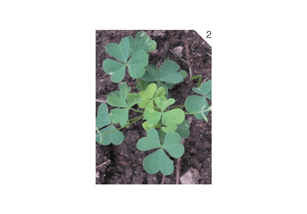 Кислица рожковая