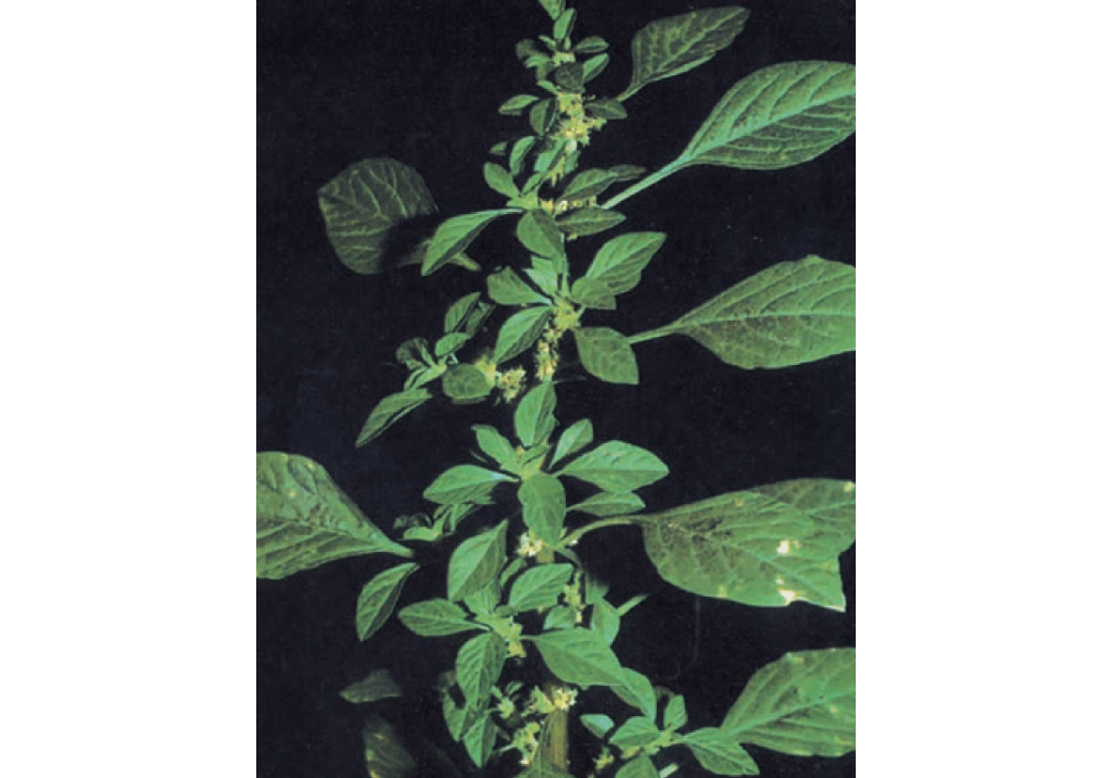 Щирица белая