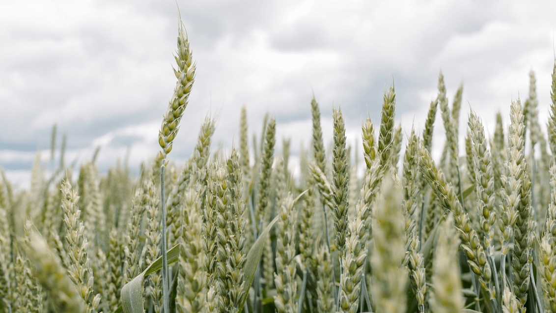 Тифулёз озимых: биоэкология, диагностика и решение