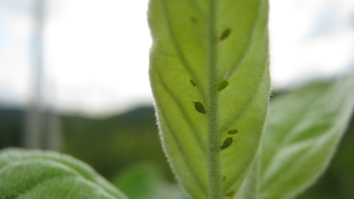 Зеленая яблонная тля