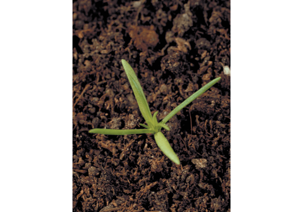 Дивала однолетняя