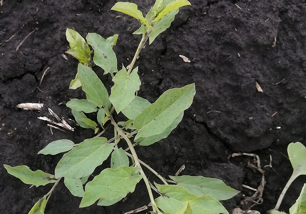 Вьюнок полевой