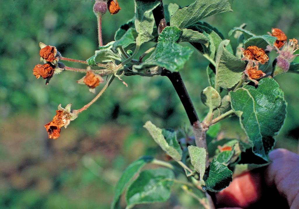 Яблонный цветоед