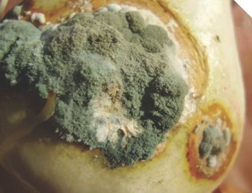 Головчатая плесень лука