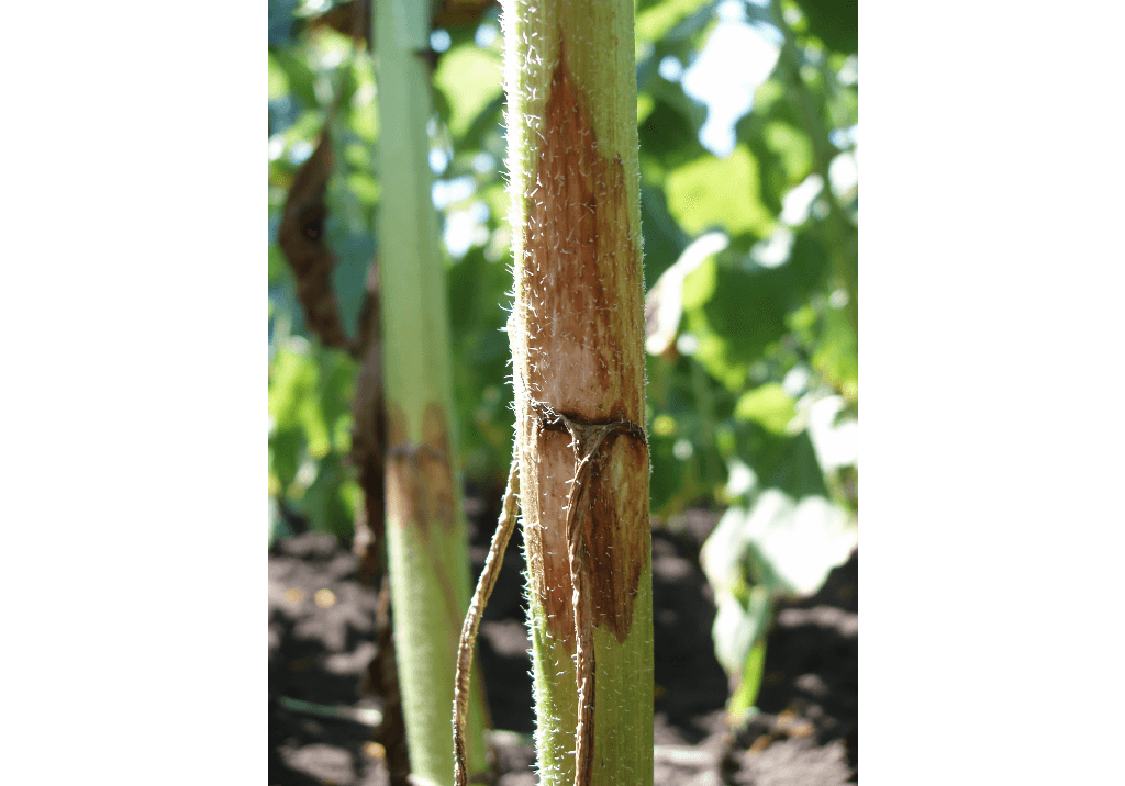 Фомопсис (серая пятнистость стебля)