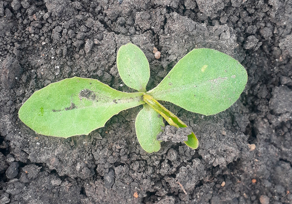 Латук компасный