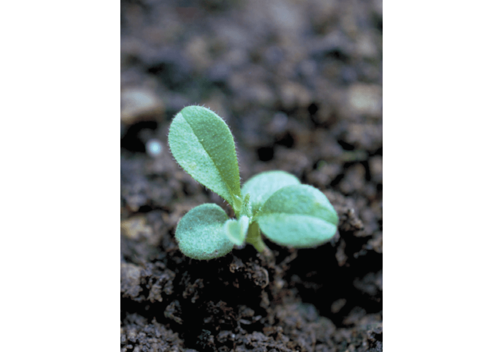 Воробейник полевой