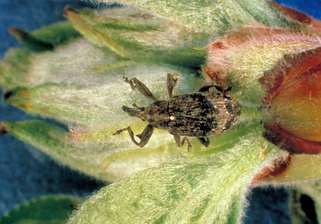 Яблонный цветоед