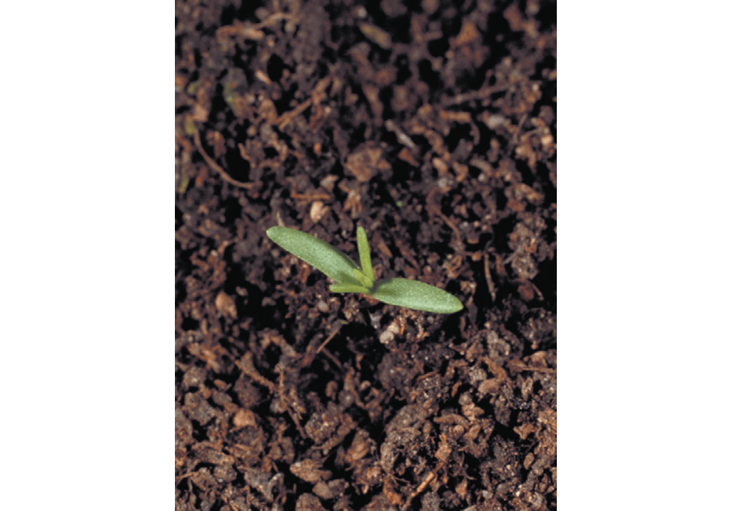 Дивала однолетняя