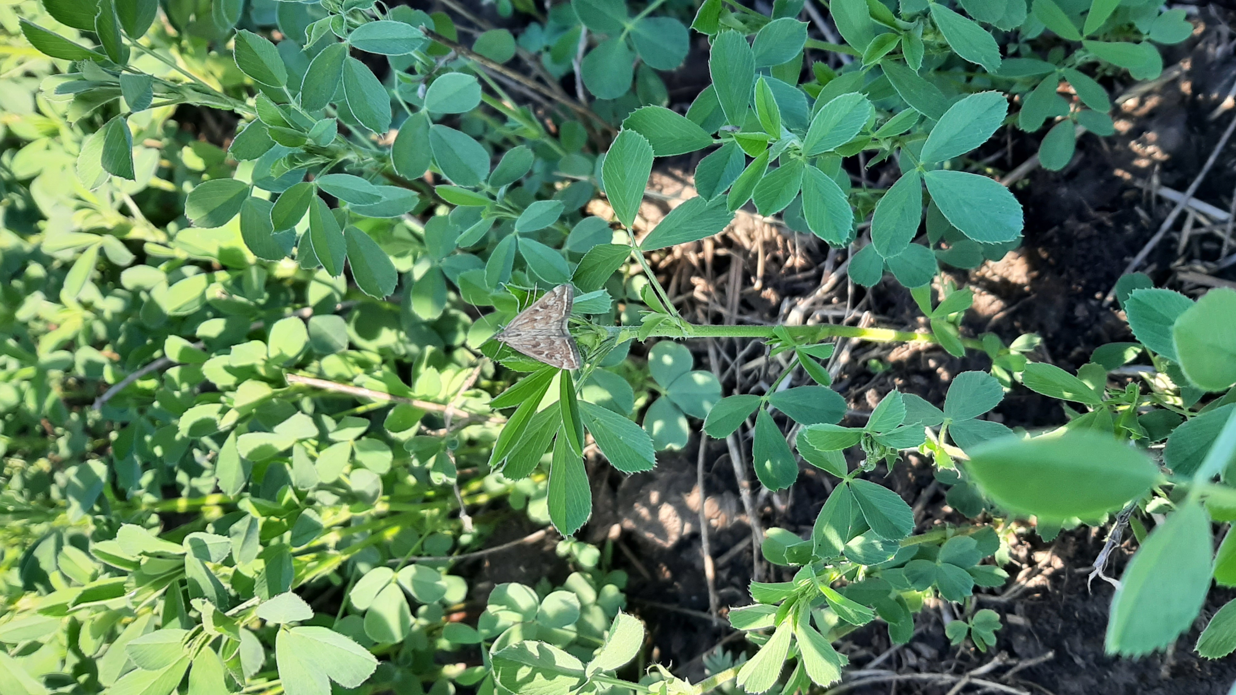 Луговой мотылек