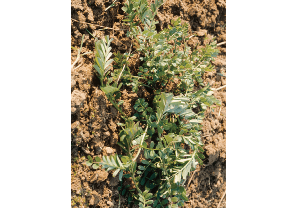 Вика мохнатая