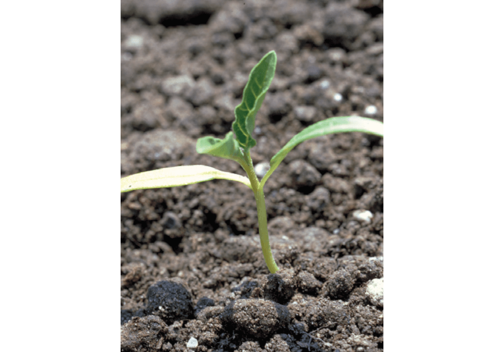 Белена черная