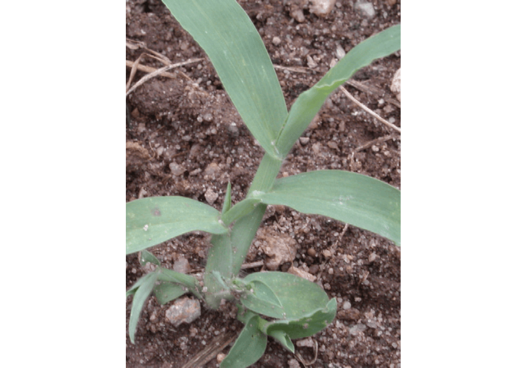 Просо куриное