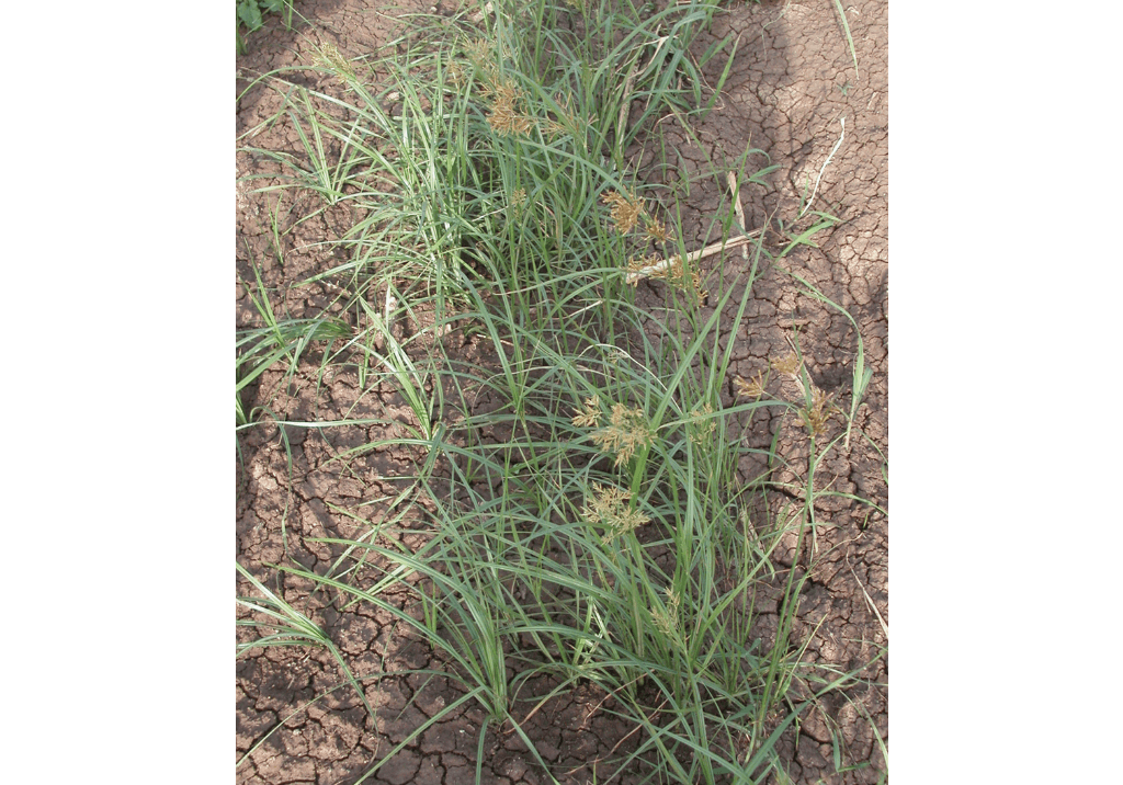 Сыть круглая