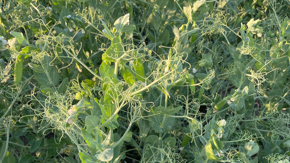 Горох. Агроцентр Ростов 2025