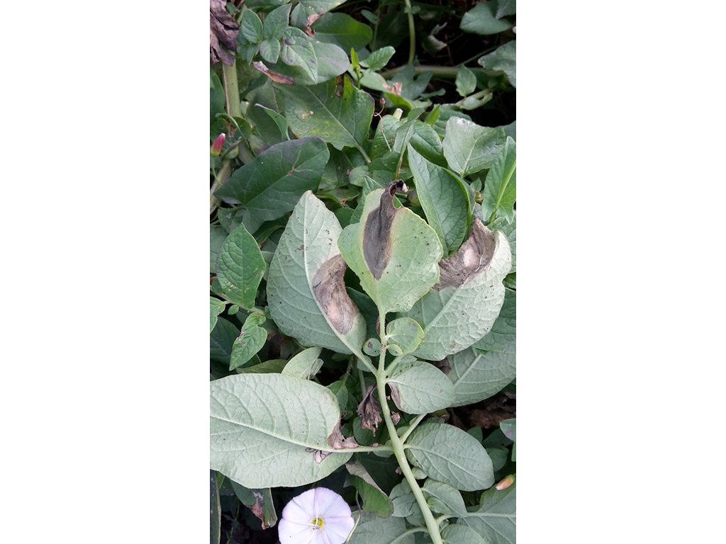 Фитофтороз картофеля