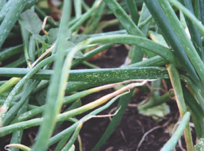 Мозаика лука и чеснока