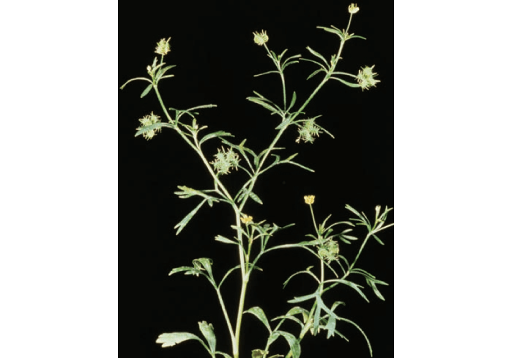 Лютик полевой