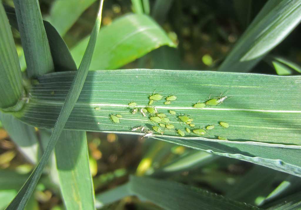 Обыкновенная злаковая тля