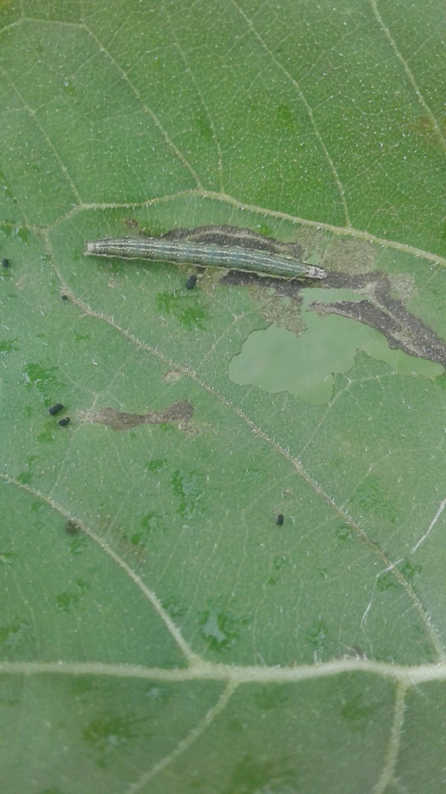 Луговой мотылек