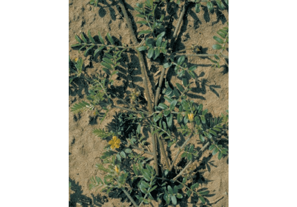 Якорцы стелющиеся