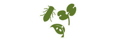 Альтернариоз рапса