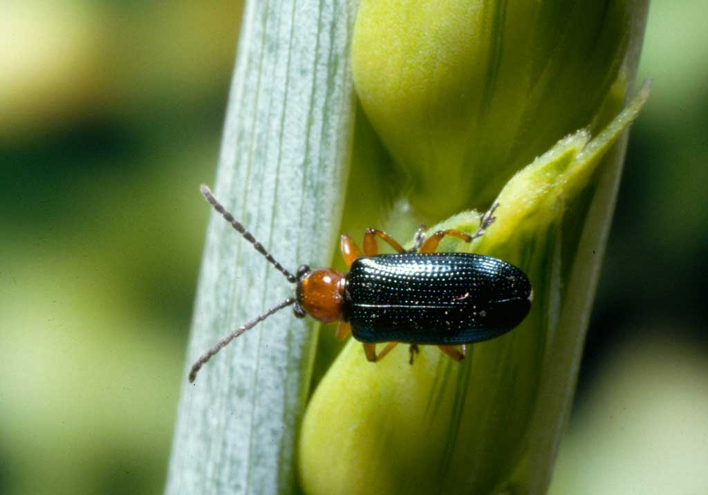 Пьявица обыкновенная