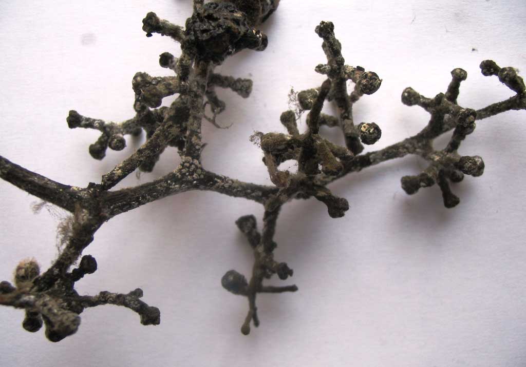 Белая гниль винограда (болезнь градобития)