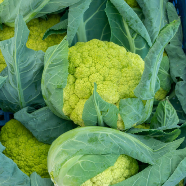Грин Шторм F1