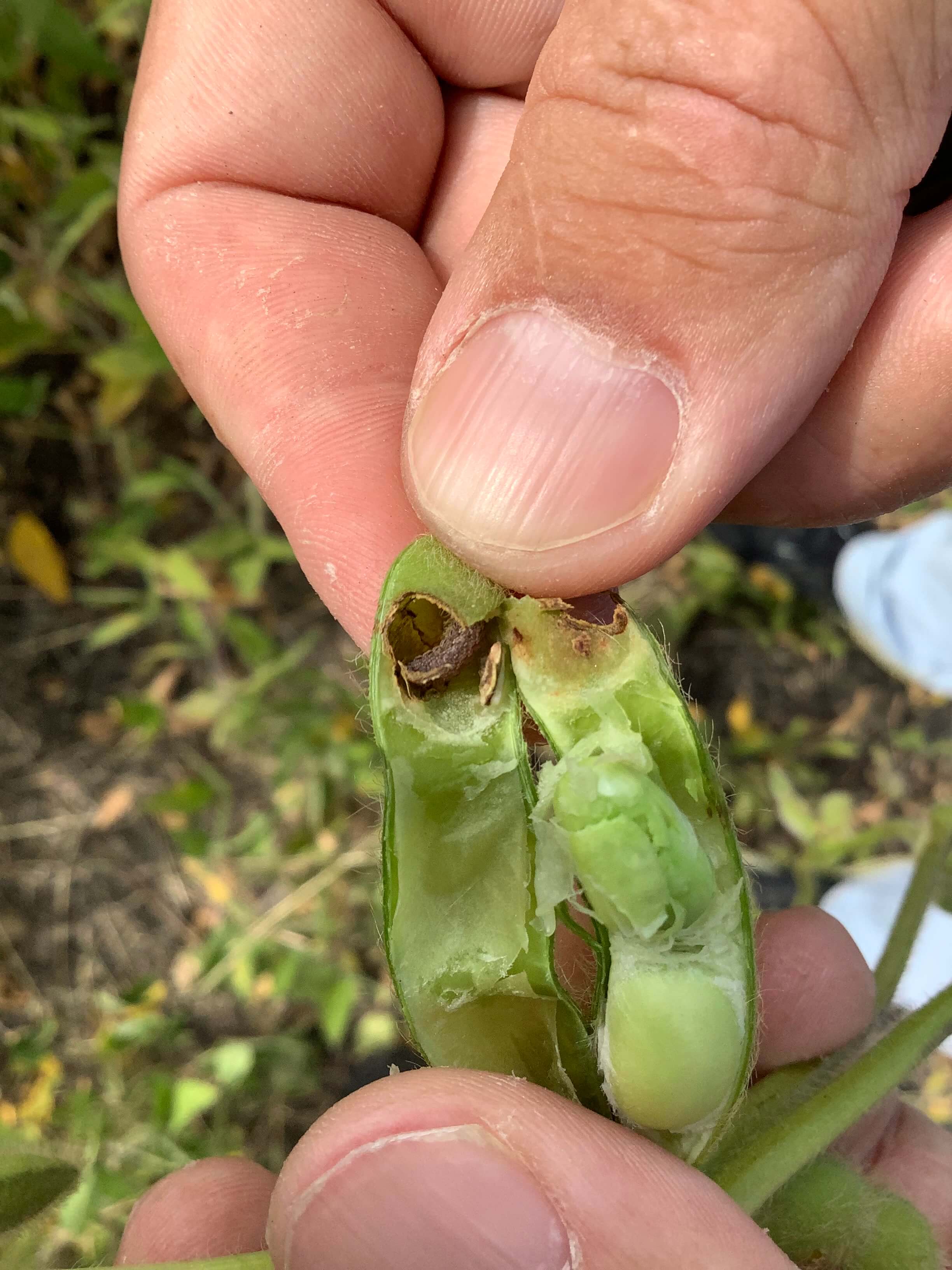 Листогрызущие совки