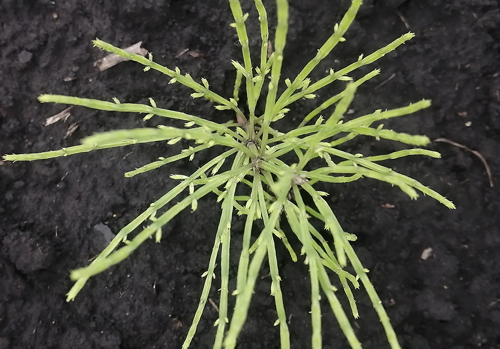 Хвощ полевой